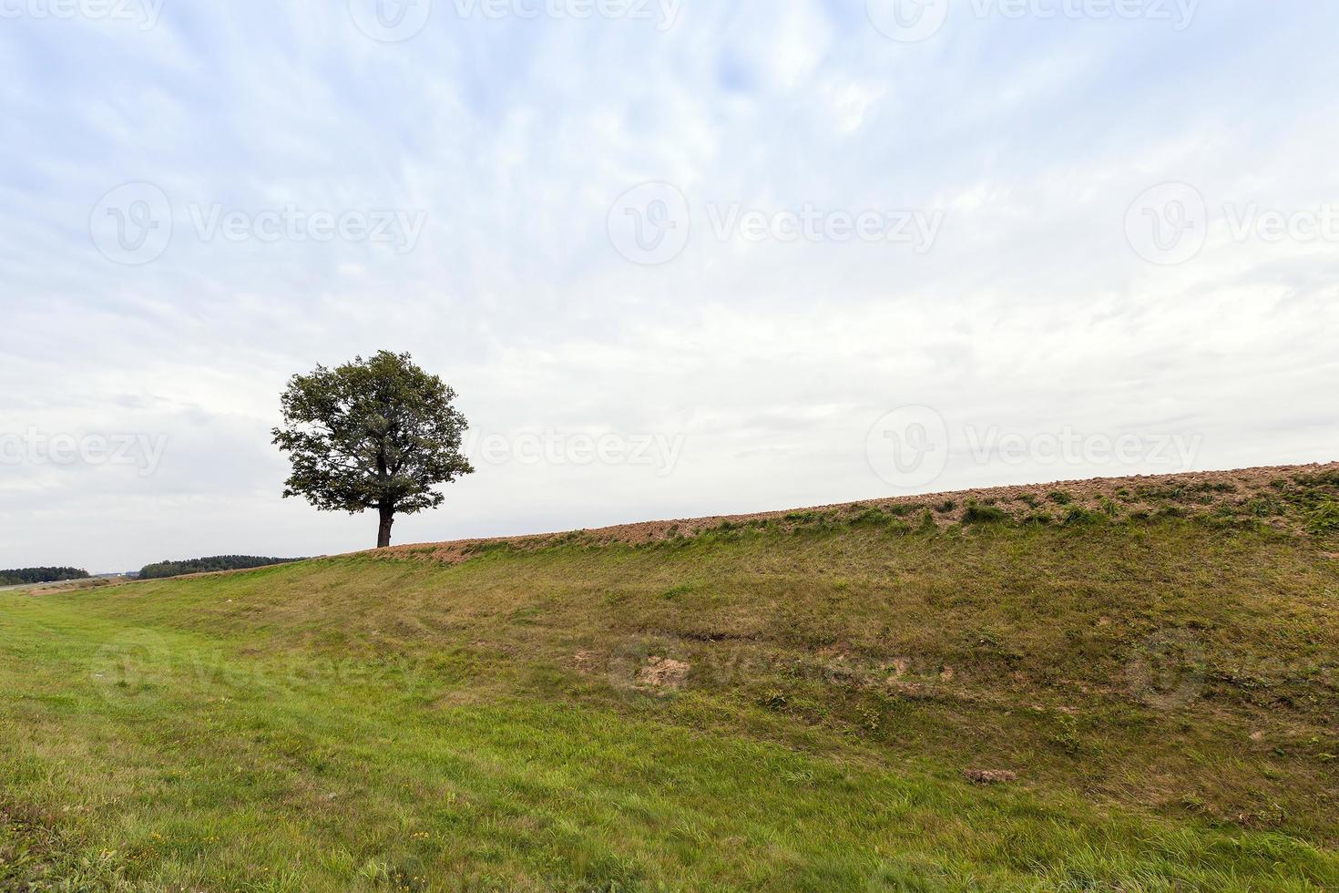 summer tree .  hill photo