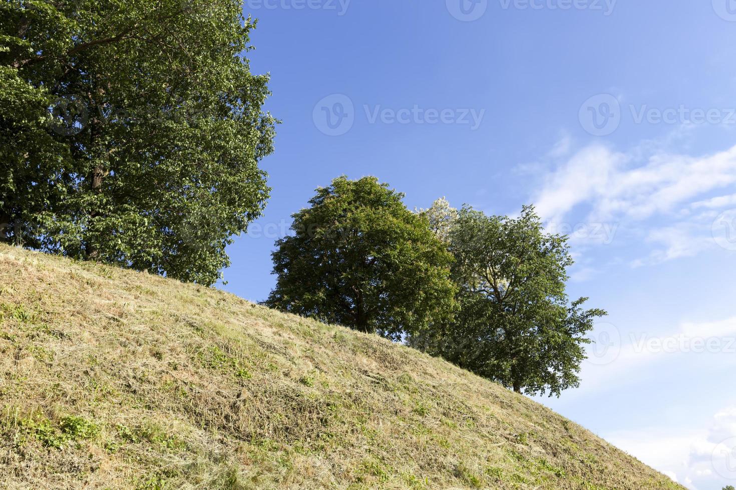 trees growing on a hill with green foliage photo