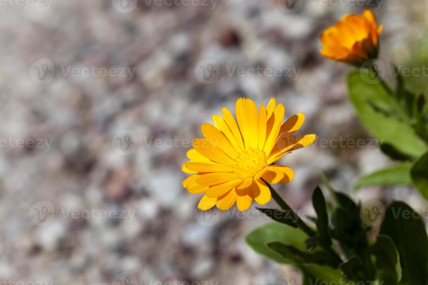 primer plano de flor de caléndula foto