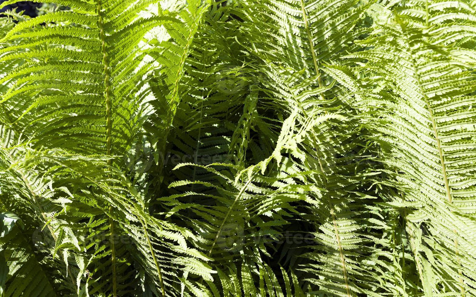 green fern close up photo