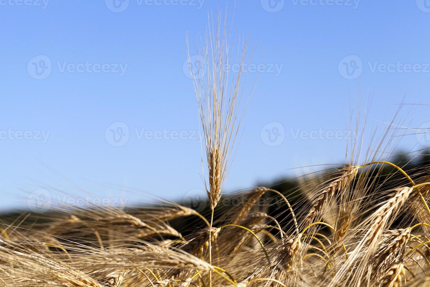 ripe yellow cereals photo