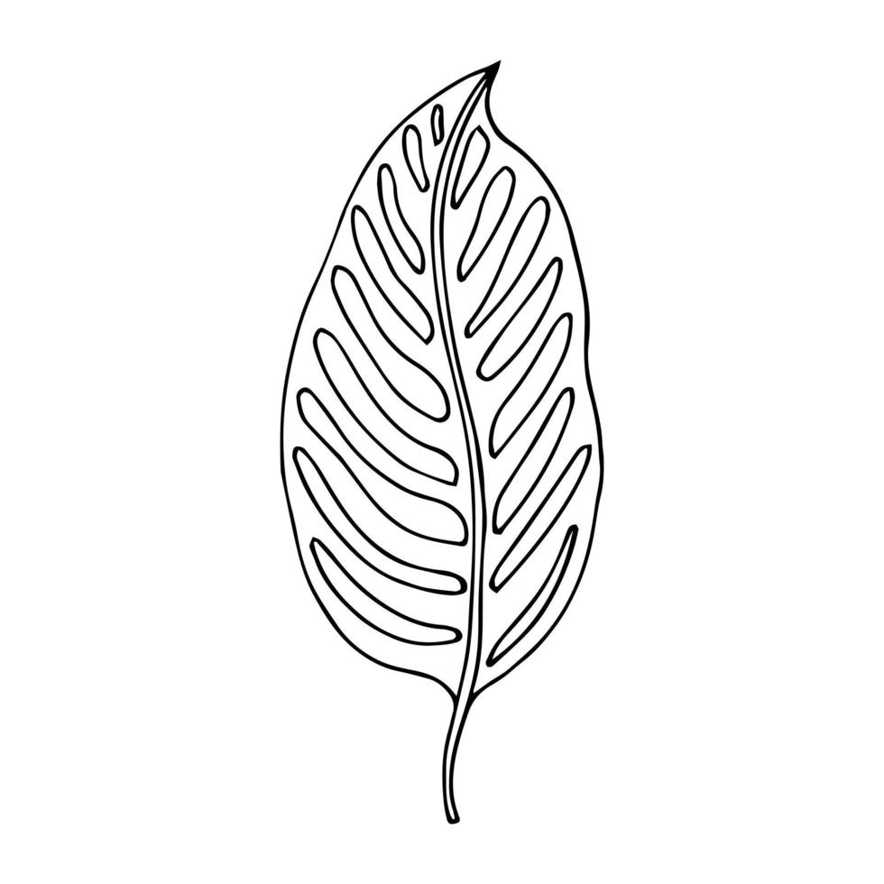 Tropical palm leave in sketch style, isolated vector illustration. Leave of palm tree in linear doodle style. Botanical minimalist print of exotic leave, sketch design.