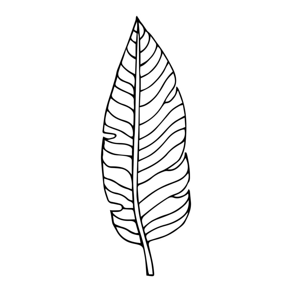 hojas de palma tropical en estilo boceto, ilustración vectorial aislada. hoja de palmera en estilo de garabato lineal. impresión botánica minimalista de hojas exóticas, diseño de bocetos. vector