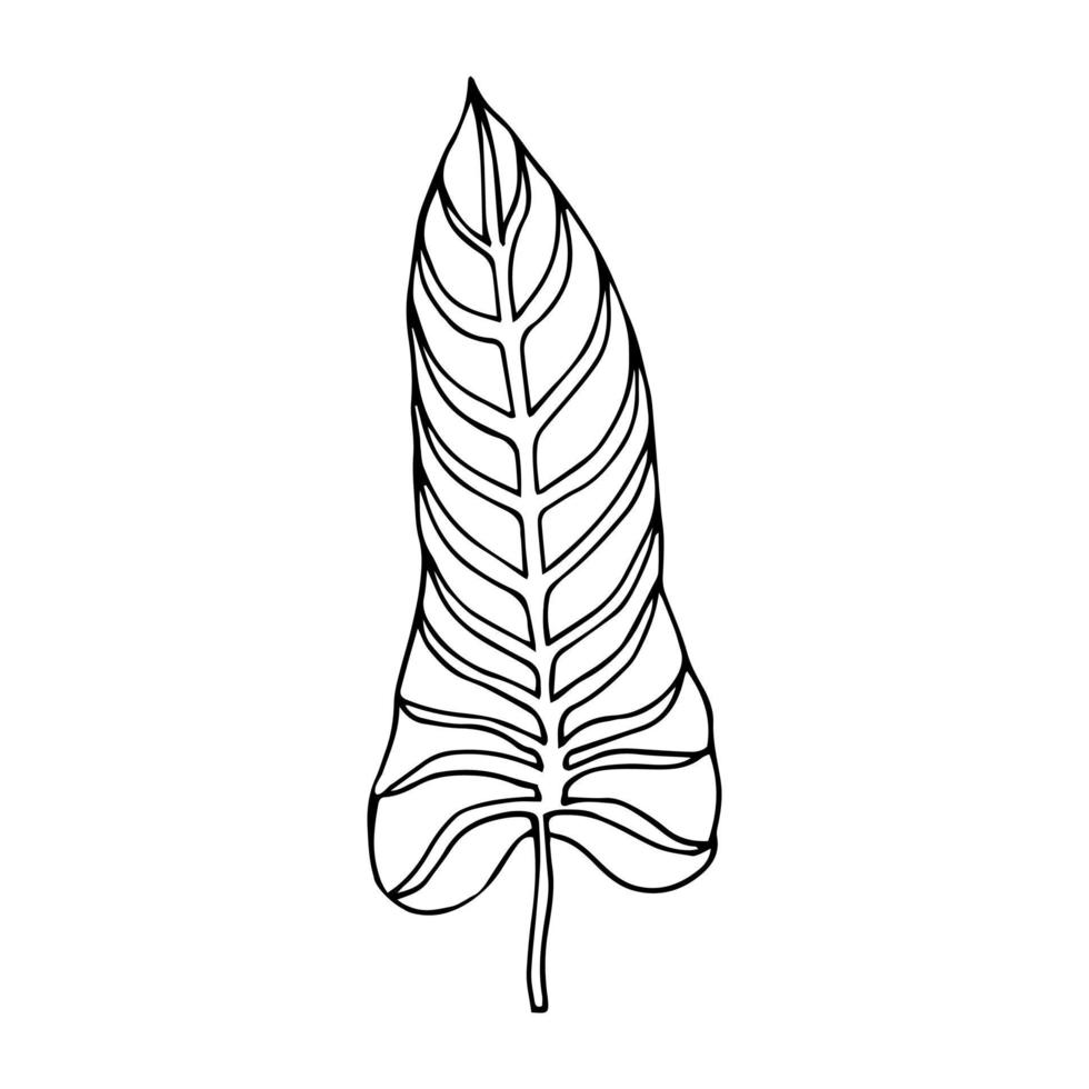 Tropical palm leave in sketch style, isolated vector illustration. Leave of palm tree in linear doodle style. Botanical minimalist print of exotic leave, sketch design.