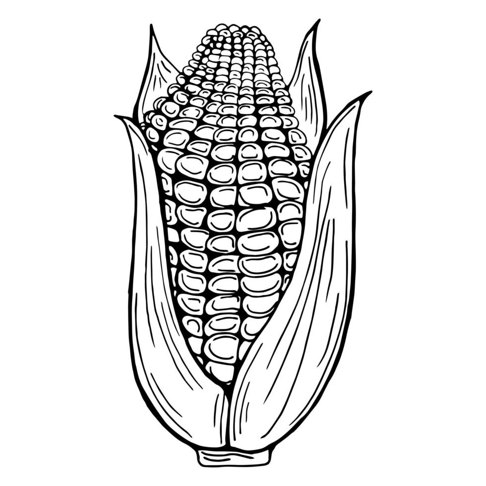Corn hand drawn vector illustration set. Isolated vegetable engraved style object. Detailed vegetarian food drawings. Product on the agricultural market. Great for menu, label, badge.