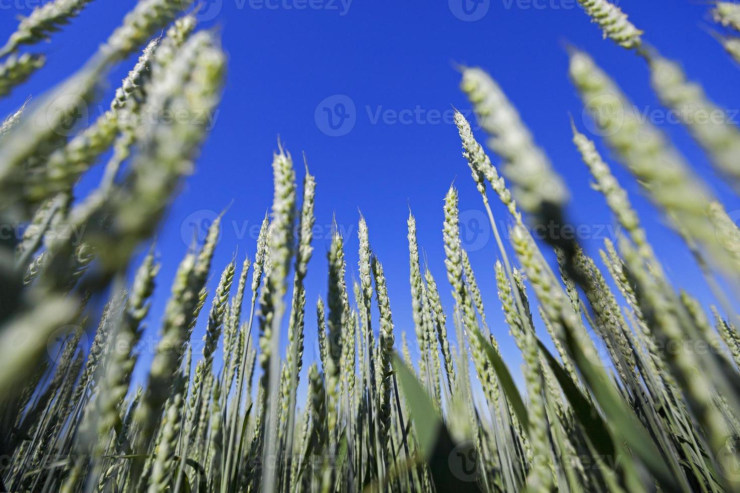 immature green grass photo