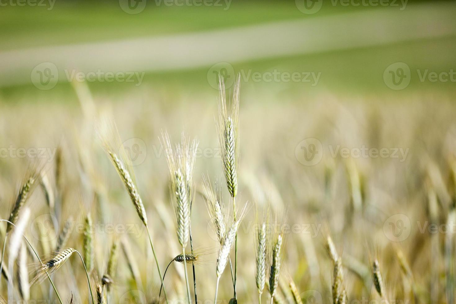 green cereals, close-up photo