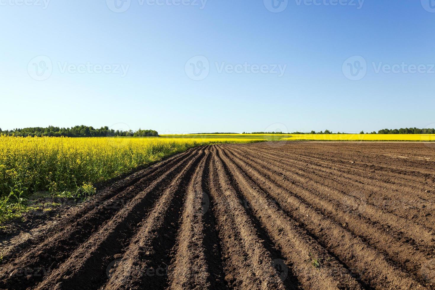 agriculture field and sky photo