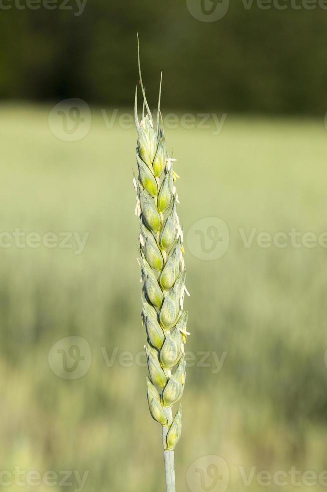 Field with cereal photo