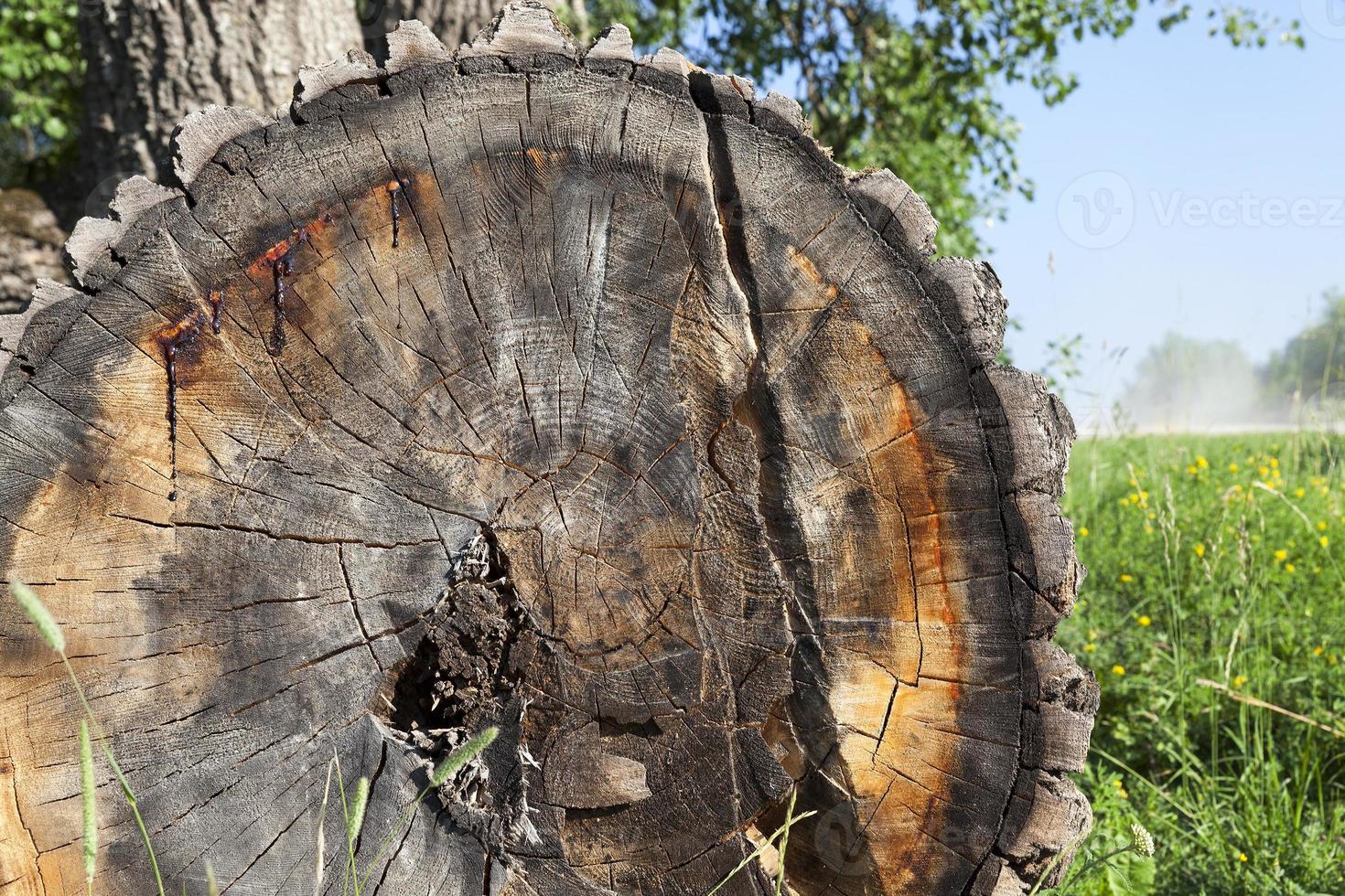 old tree trunk photo