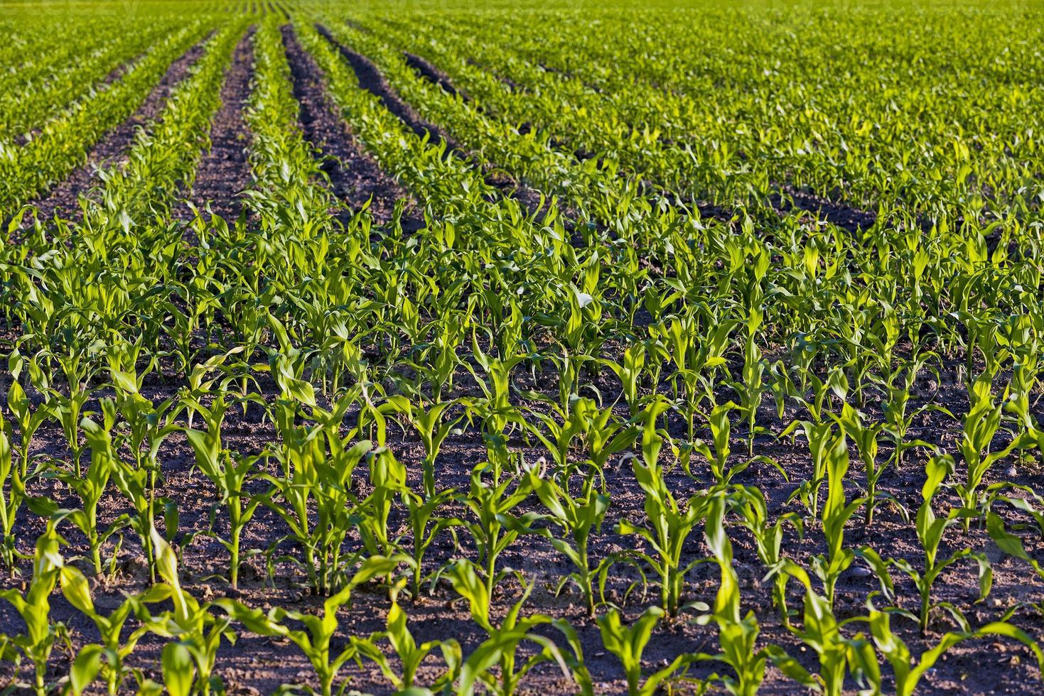 green corn - an agricultural field on which grow up corn photo