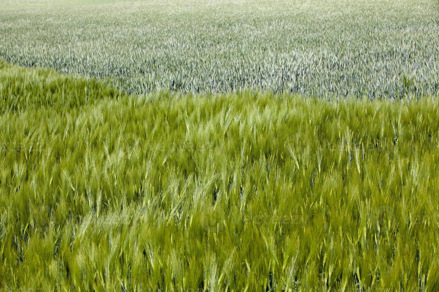 campo con cereales cerrar foto