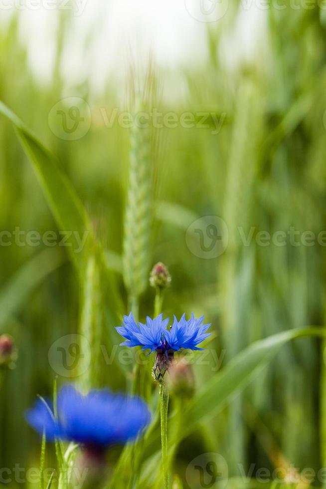 cornflowers close up photo