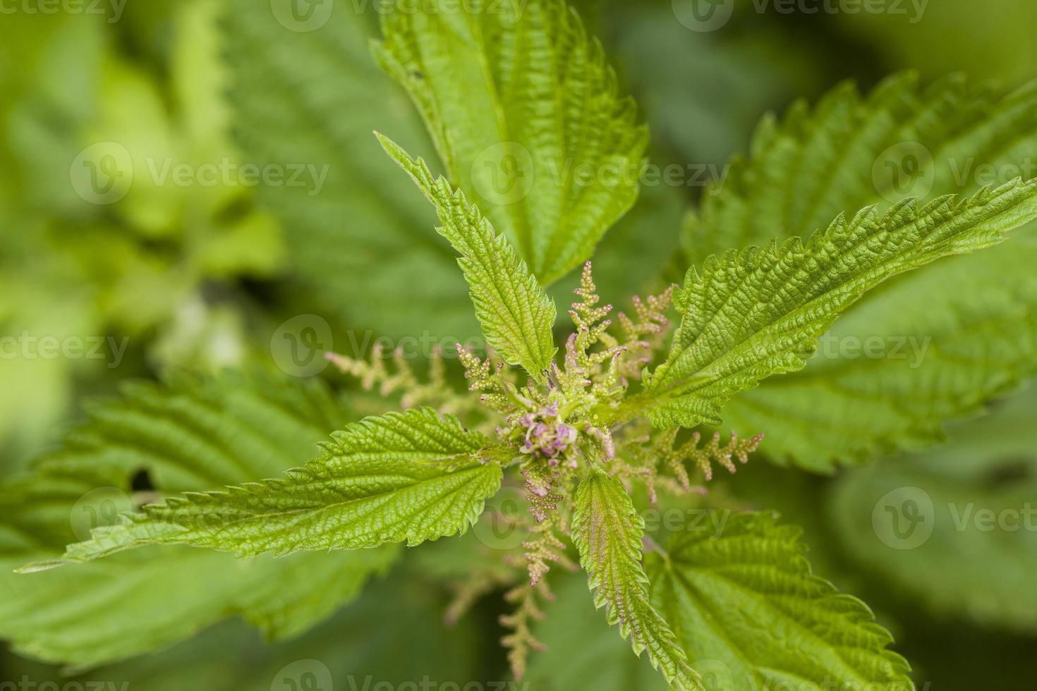 nettle plant close up photo