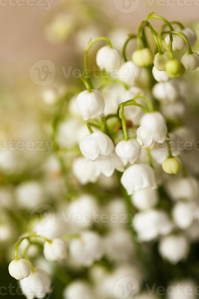 Lily of the valley close-up photo