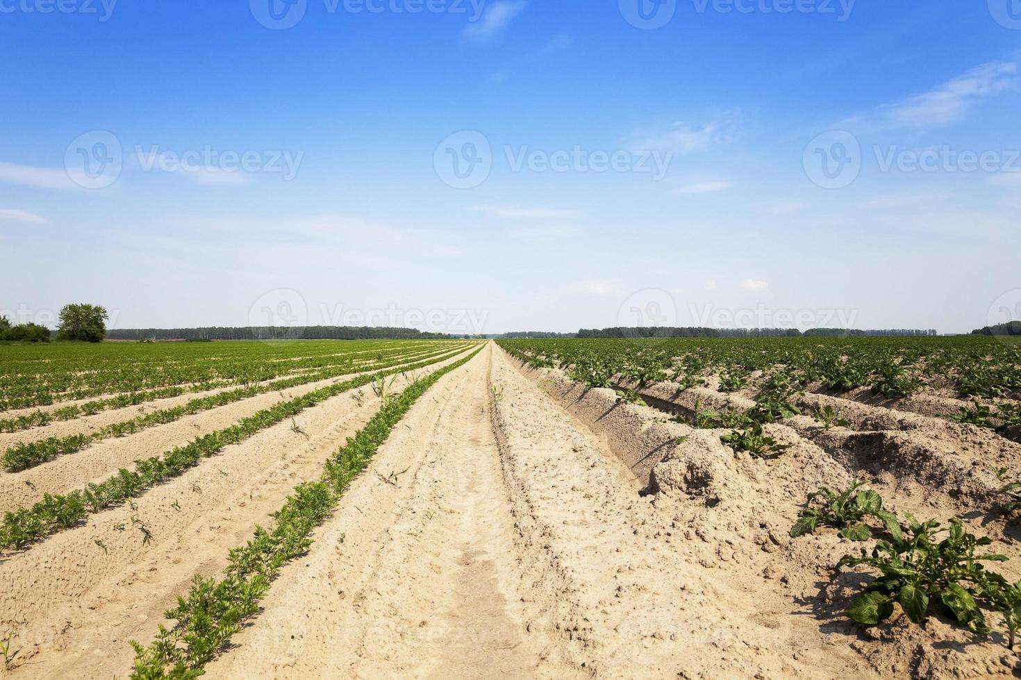 campo con zanahoria foto