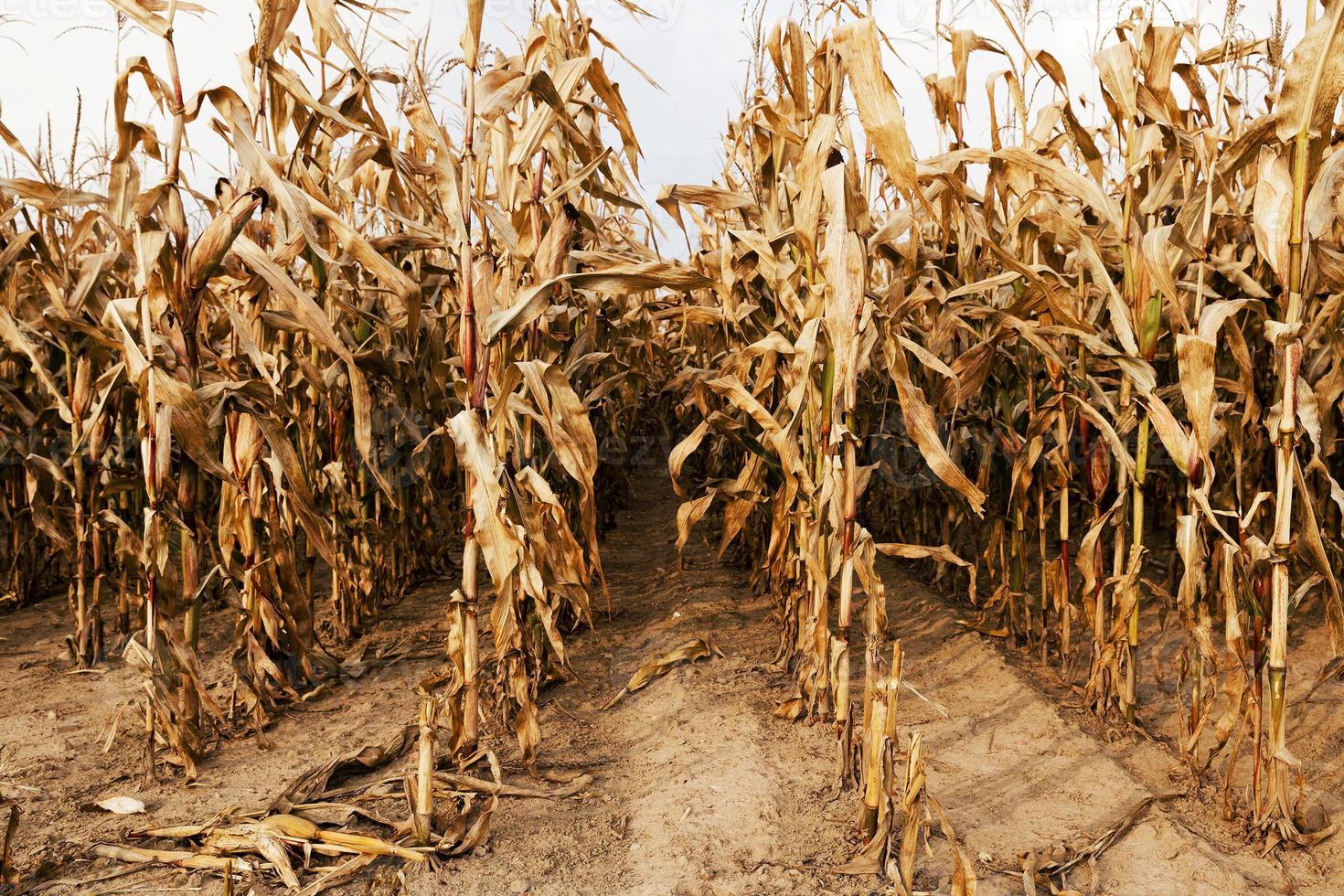 ripe corn in the agricultural field photo