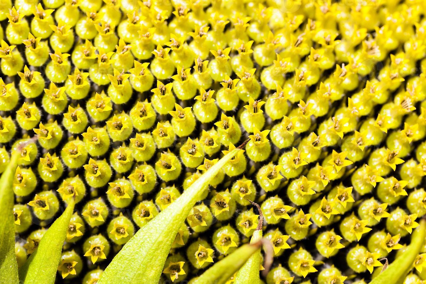 corolla Sunflower ,  underneath photo