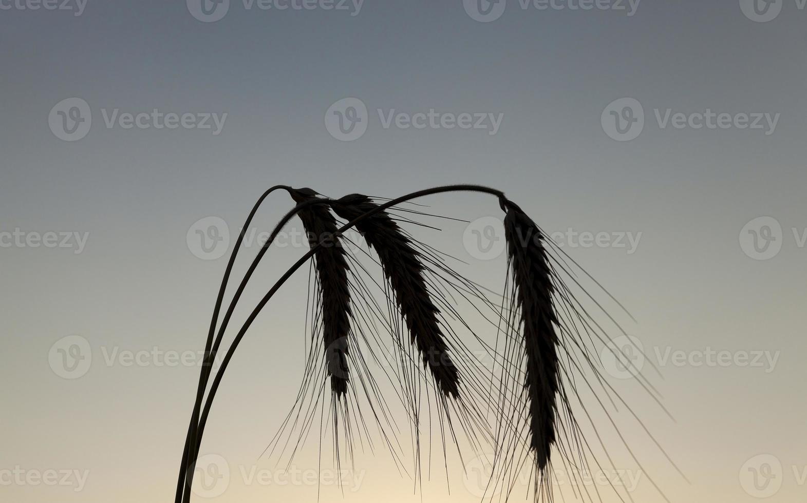 silhouette ears of rye at sunset photo