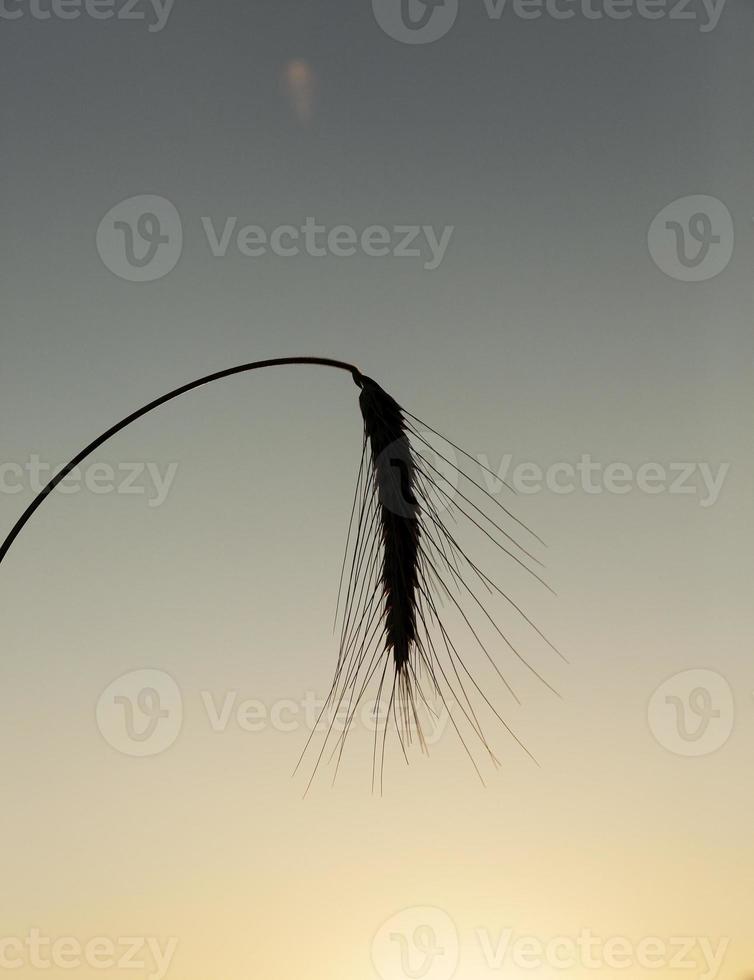 silhouette ears of rye at sunset photo