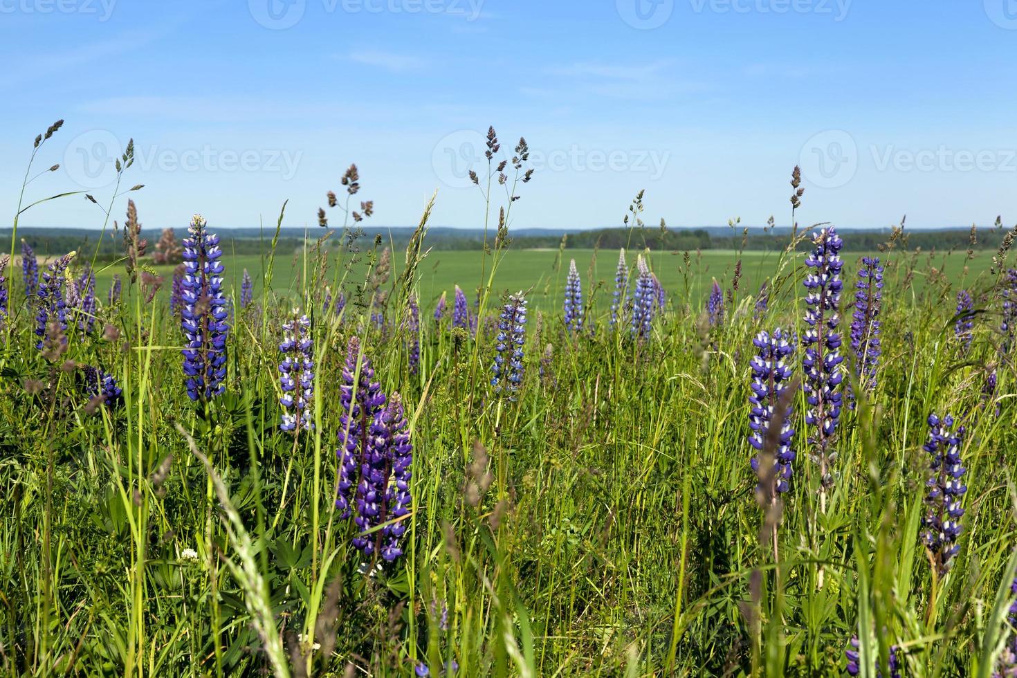 blue lupine, close up photo