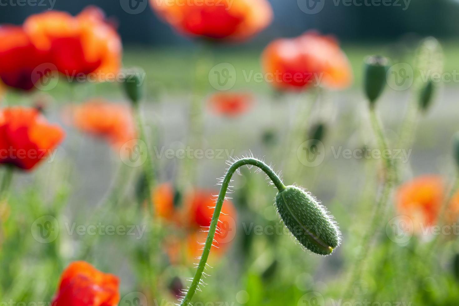 blooming red poppies photo