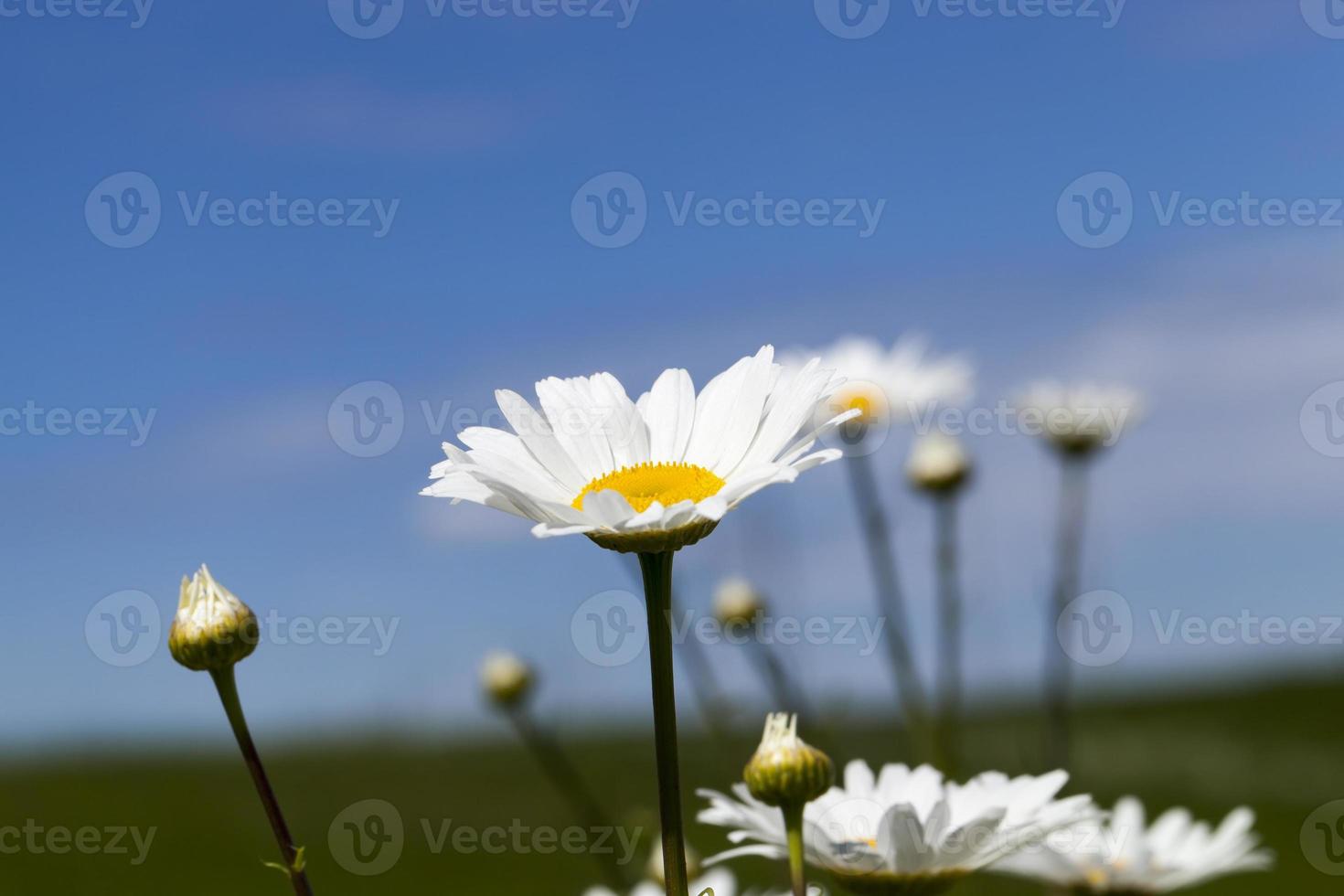 blossoming camomile, close up photo