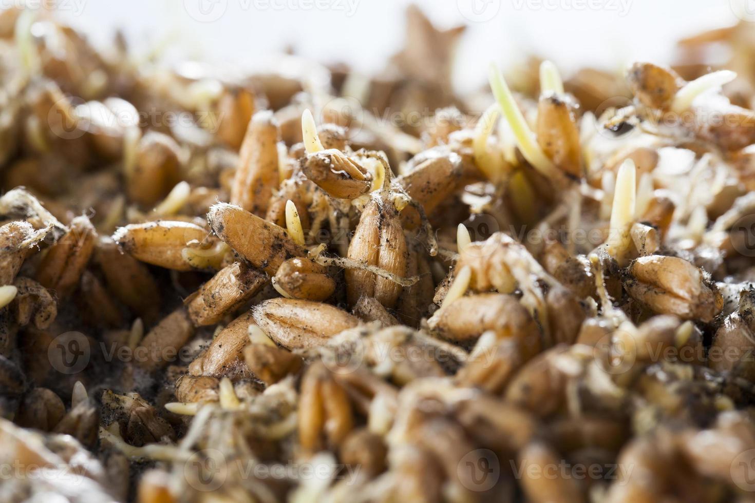sprouted wheat, close up photo