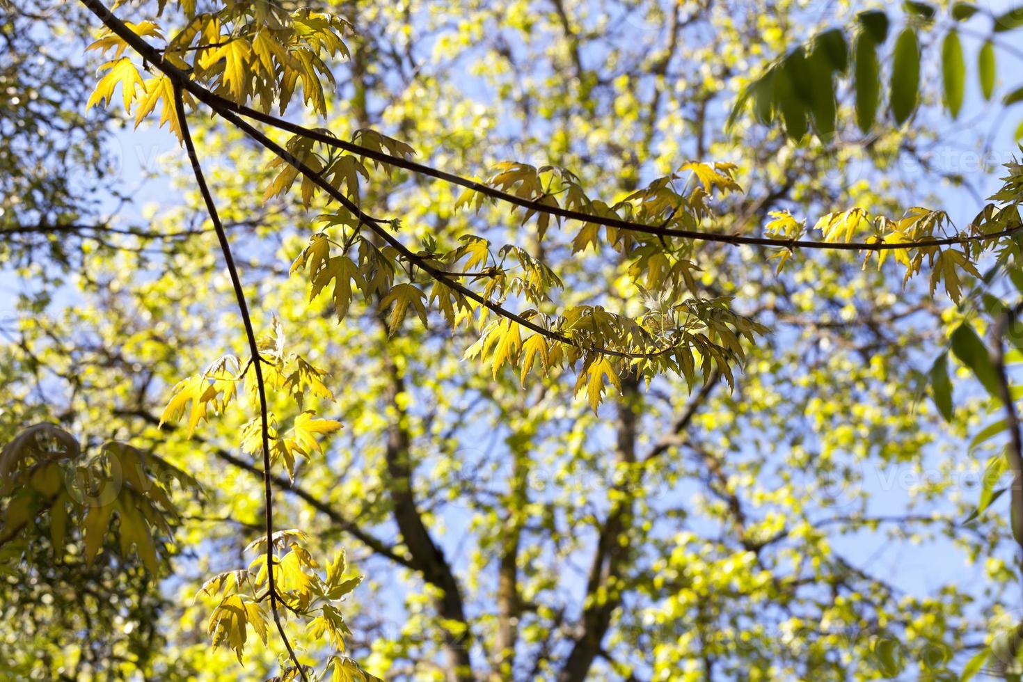 spring trees, close up photo