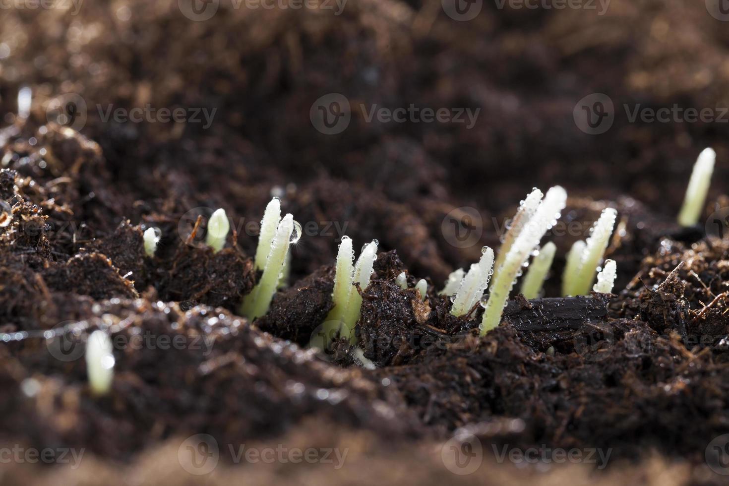 Wheat germs, close up photo