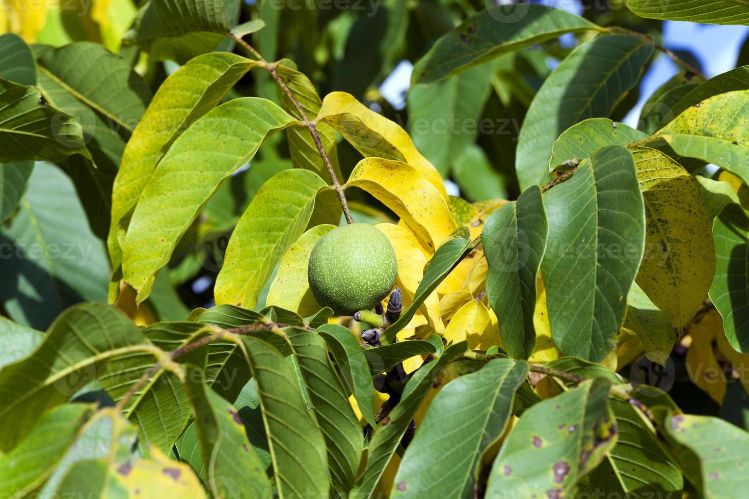 walnut close up photo