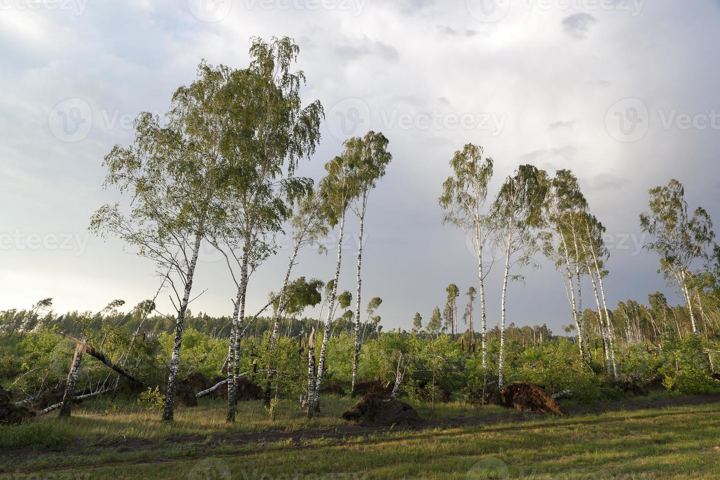 broken birch tree after a storm photo