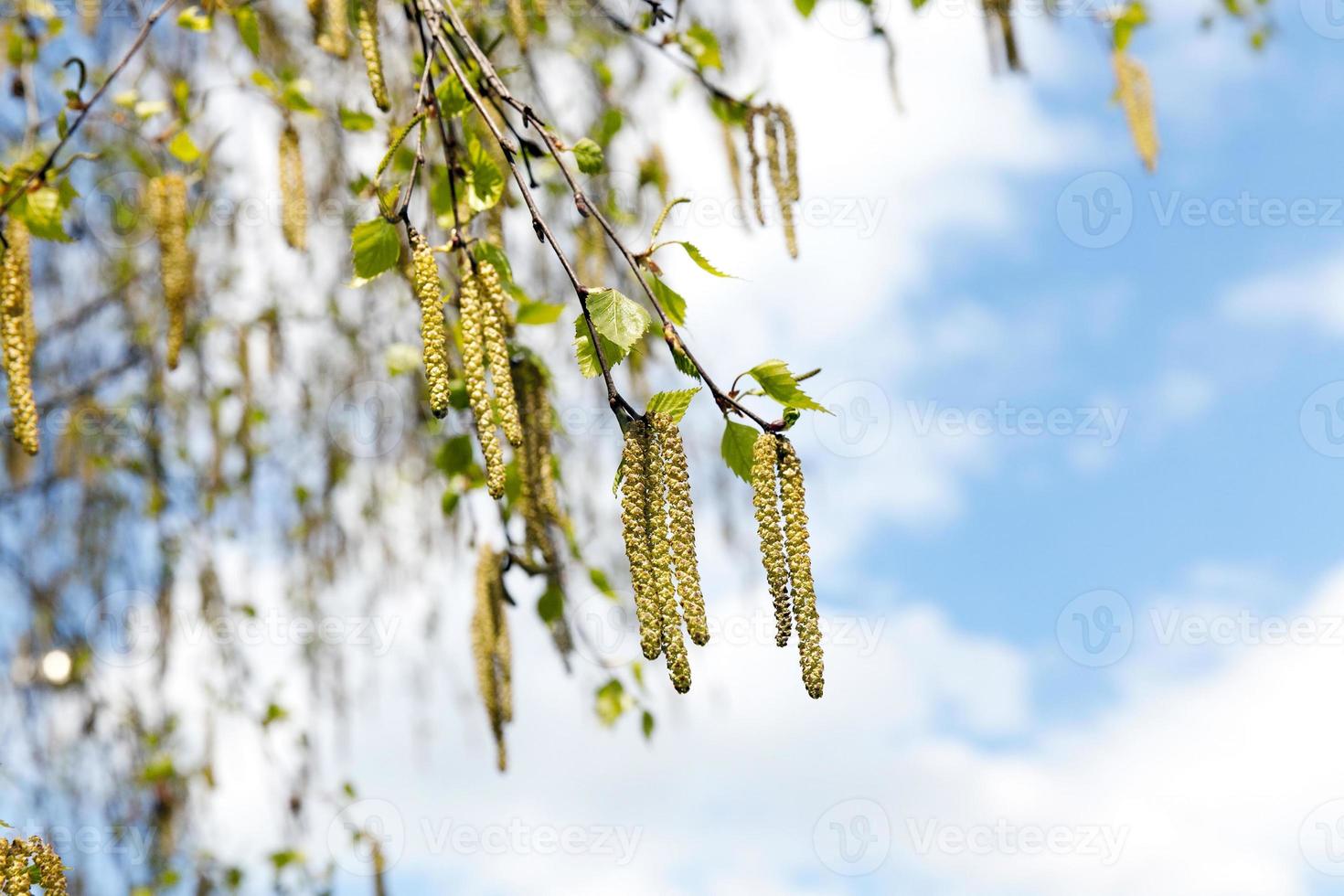 young birch leaves photo