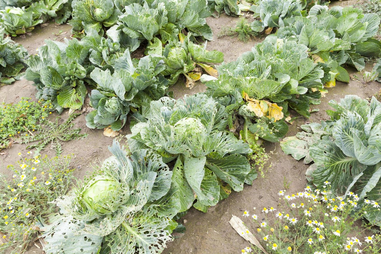 field with green cabbage photo