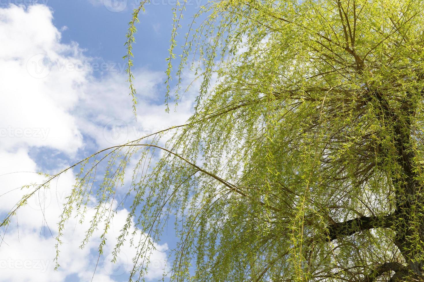 willow in the spring time of the year photo