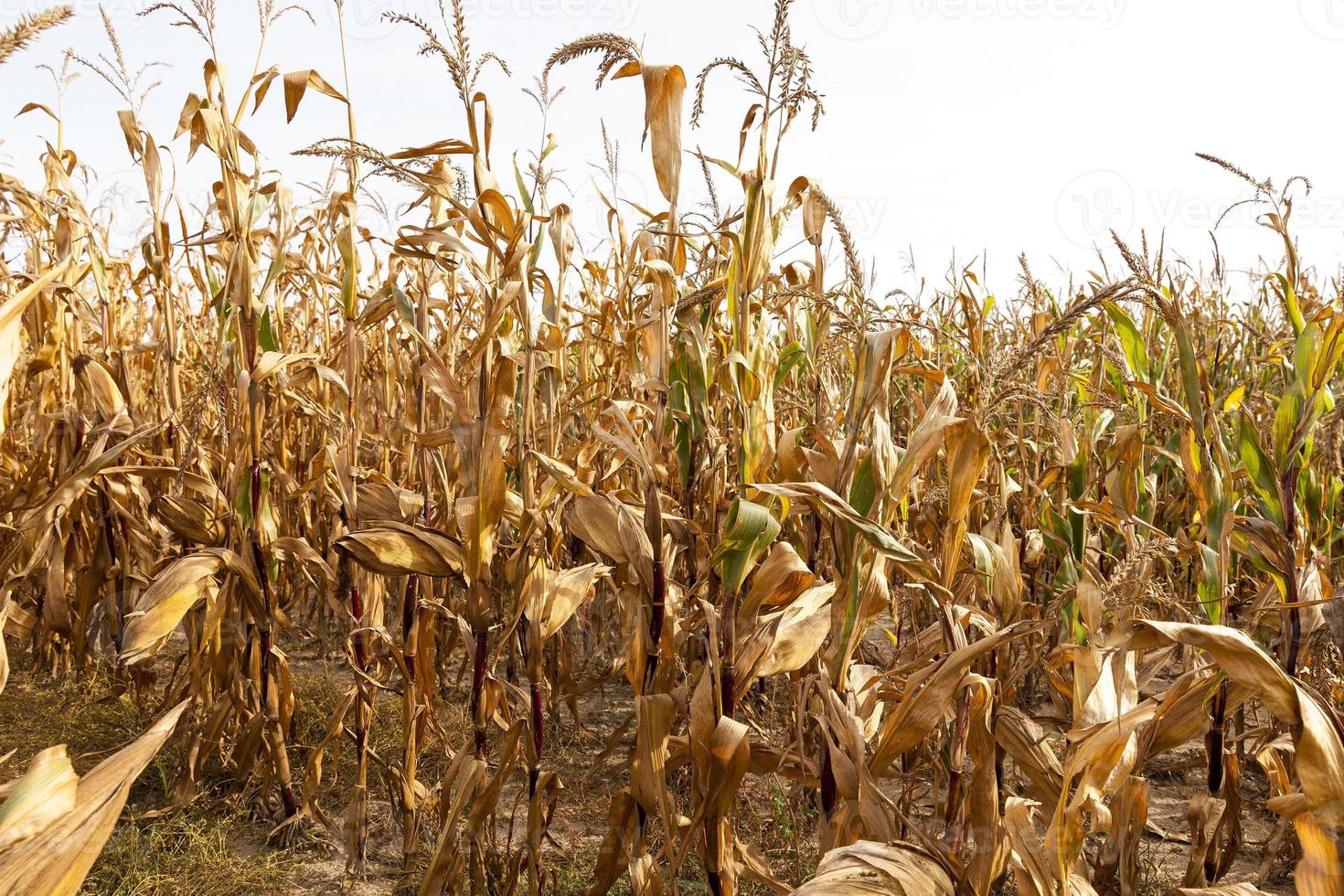 field of ripe corn photo