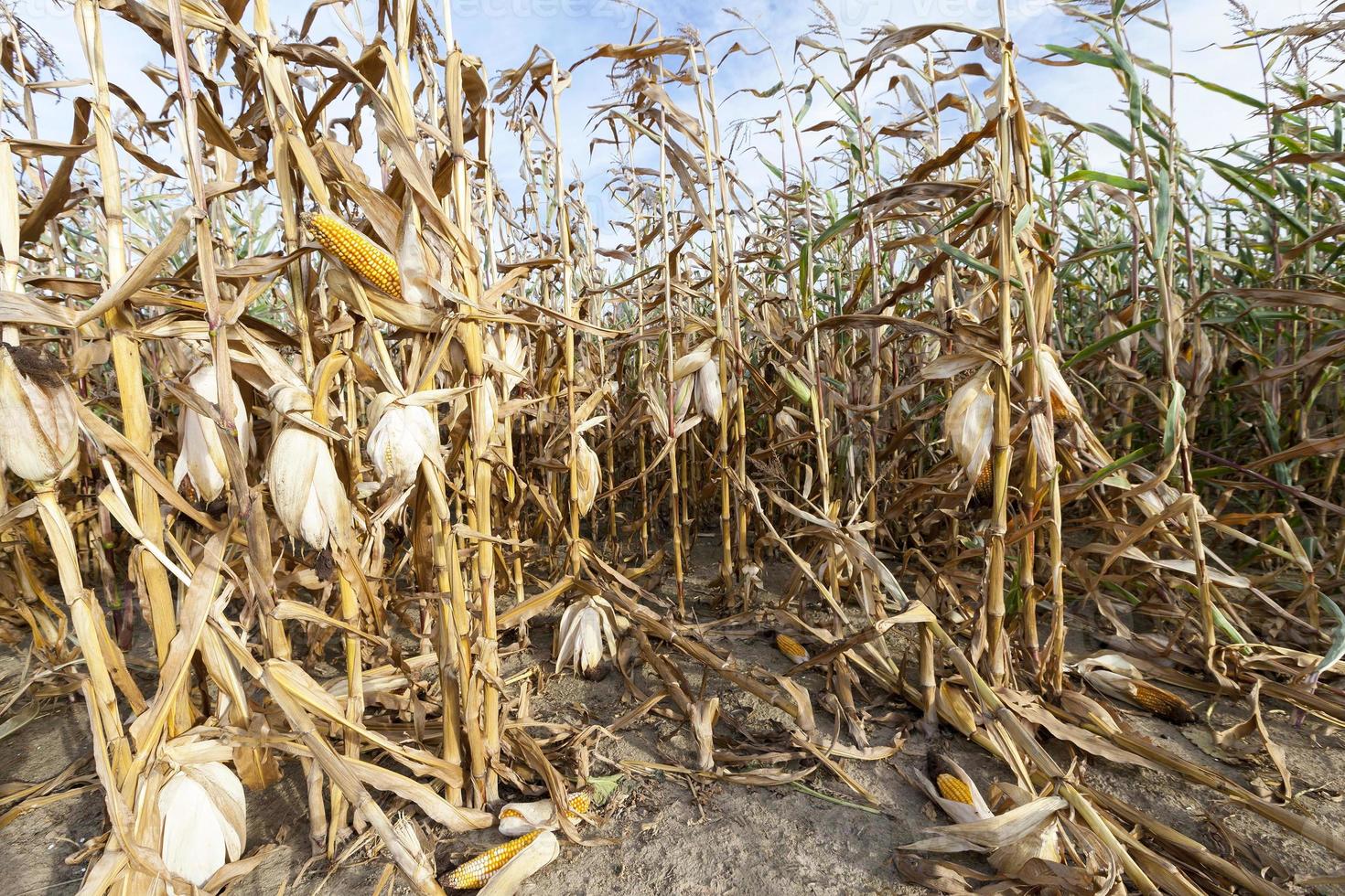 agriculture, corn closeup photo