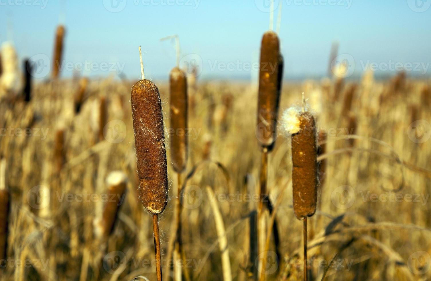canes. fall close up photo