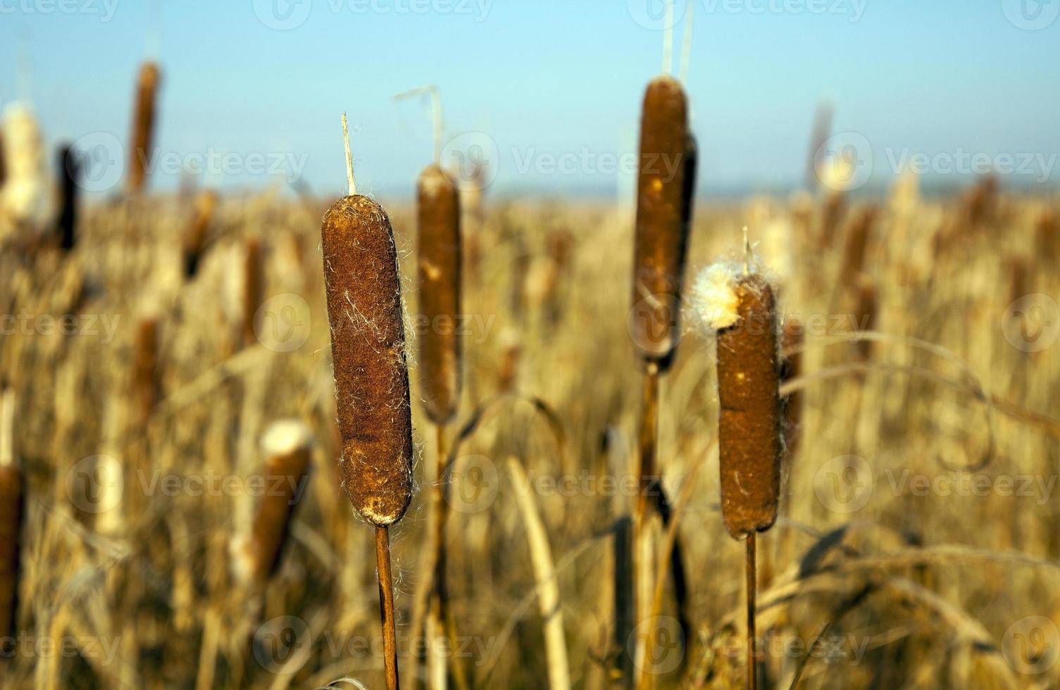 bastones caer de cerca foto