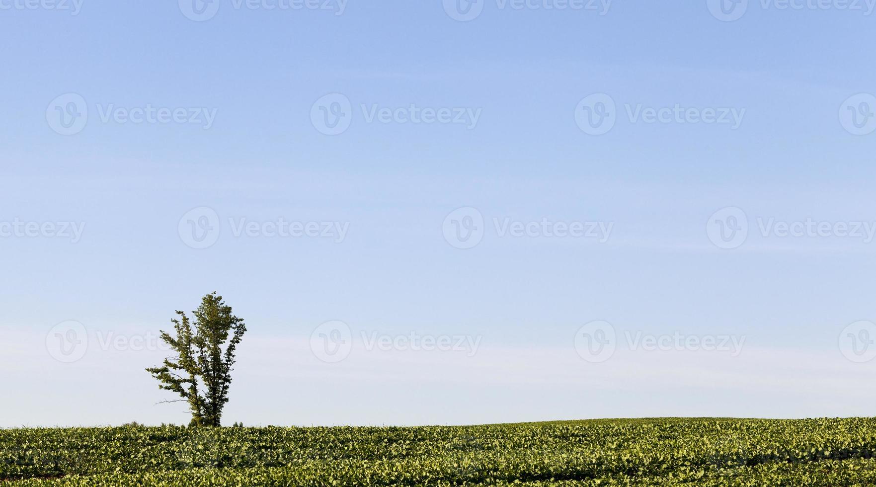 summer landscape, one tree photo