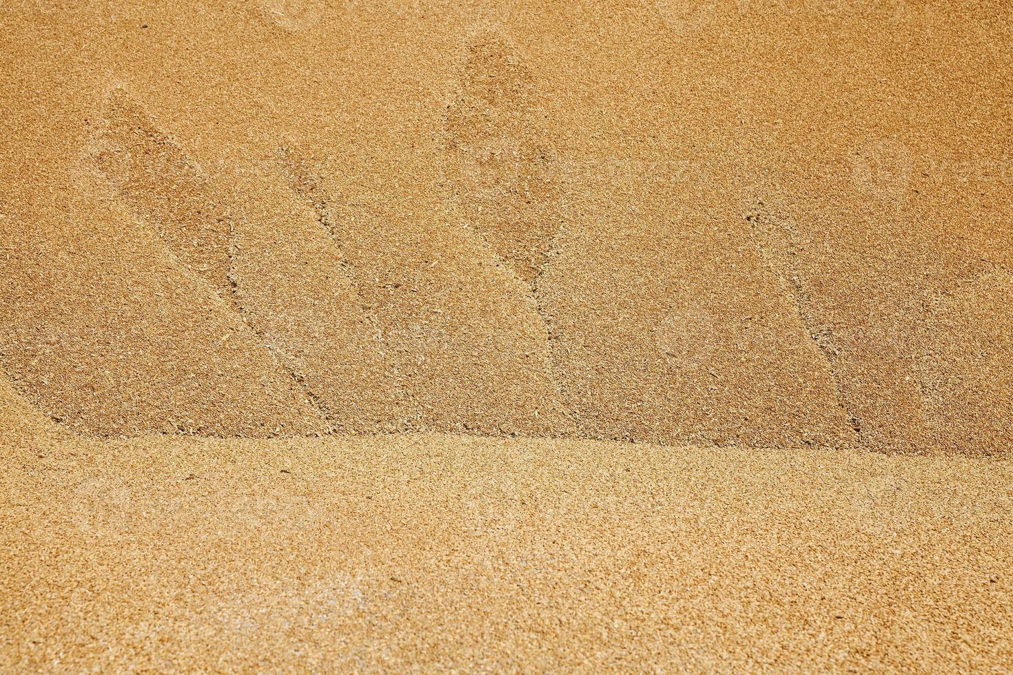 wheat grains close up photo