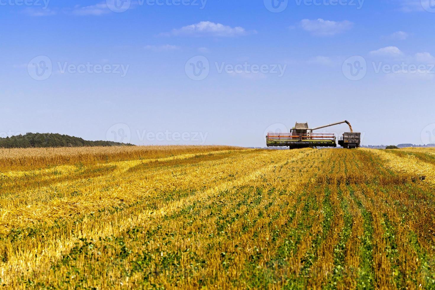 harvesting in a field photo