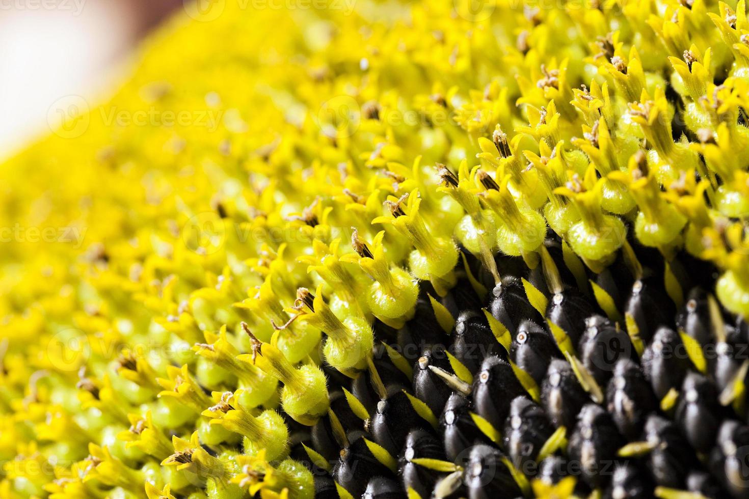 sunflower close up photo