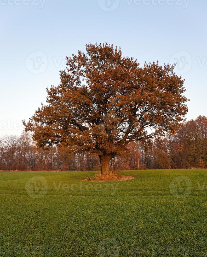 un roble con las hojas enrojecidas en una temporada de otoño foto