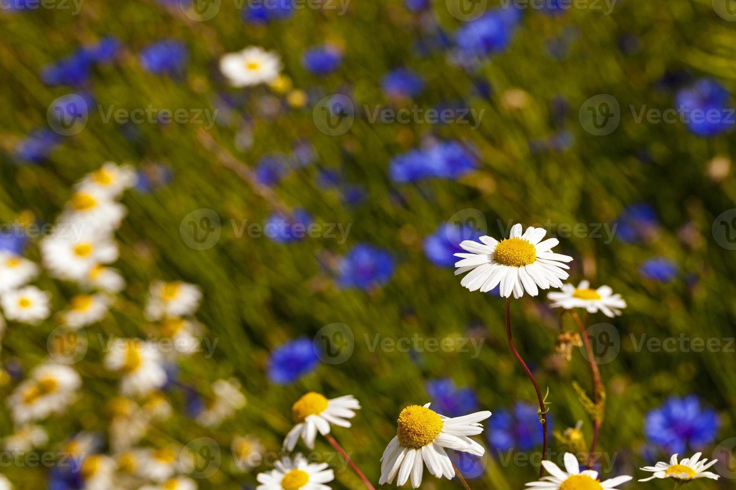 camomiles close up photo