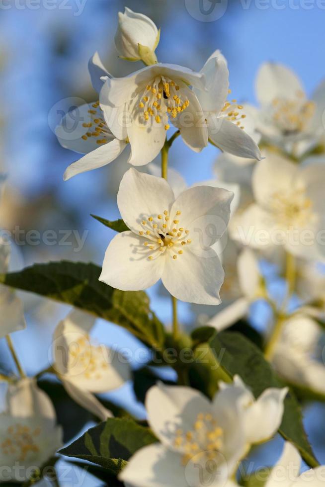 flores de jazmín florecientes en el verano foto