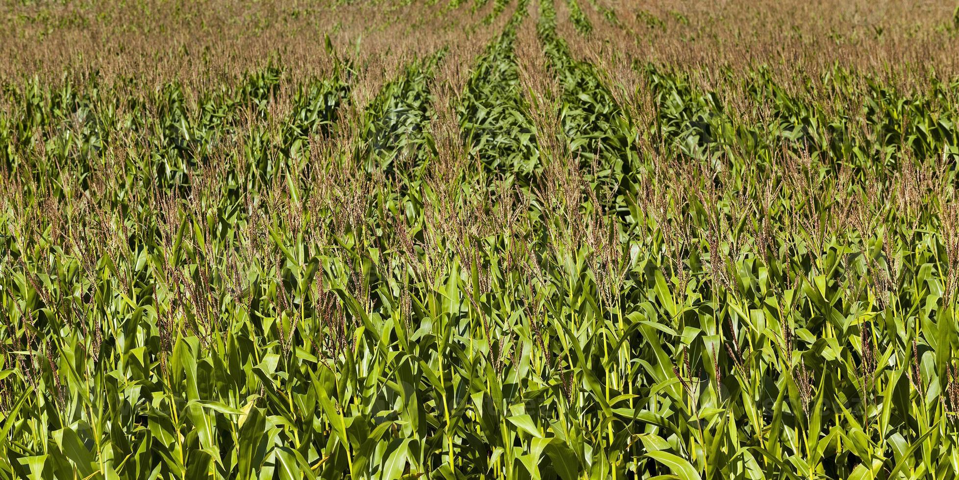 un campo de maíz foto