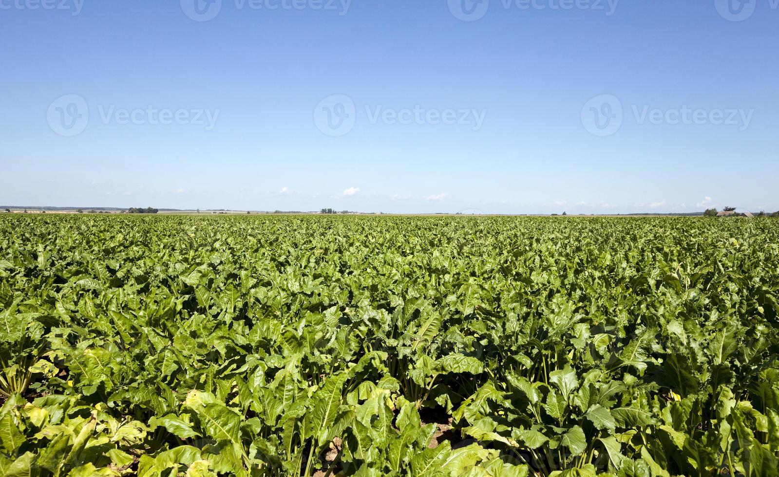 an agriculture field photo