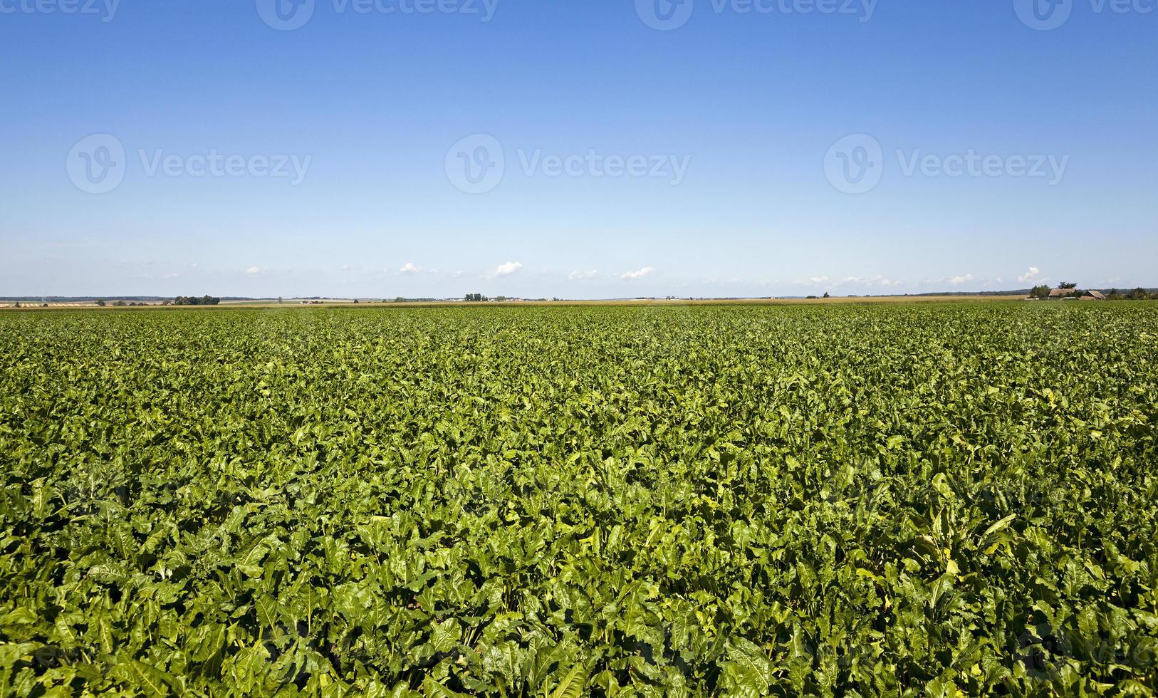 an agriculture field photo