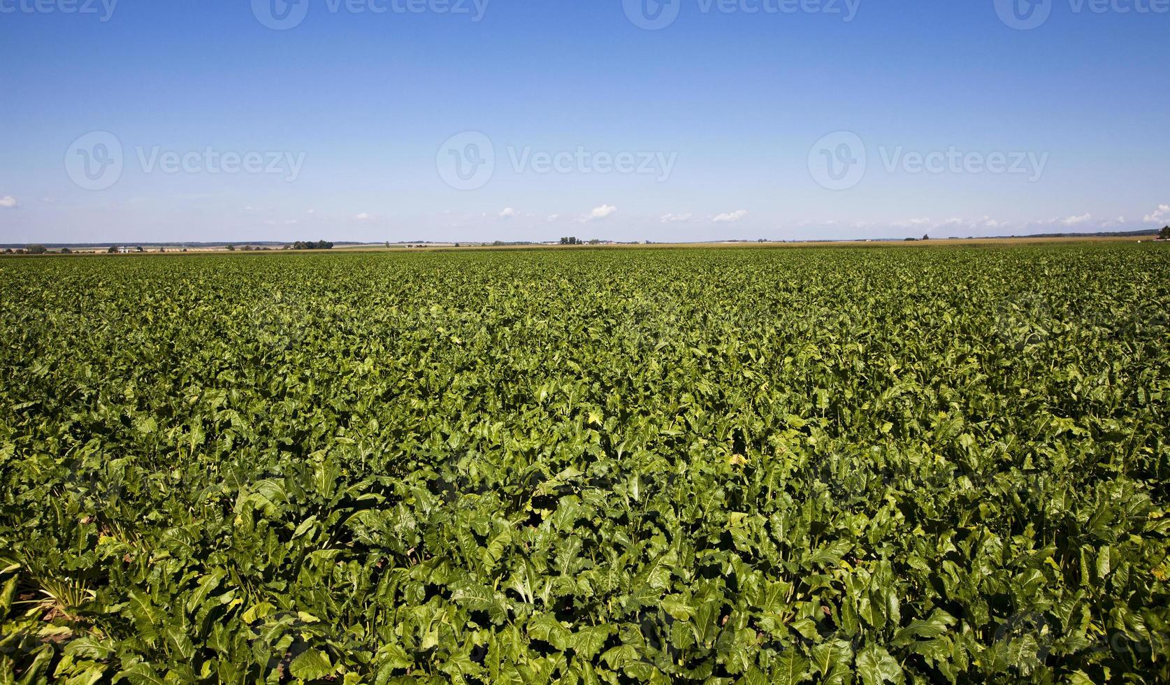 an agriculture field photo